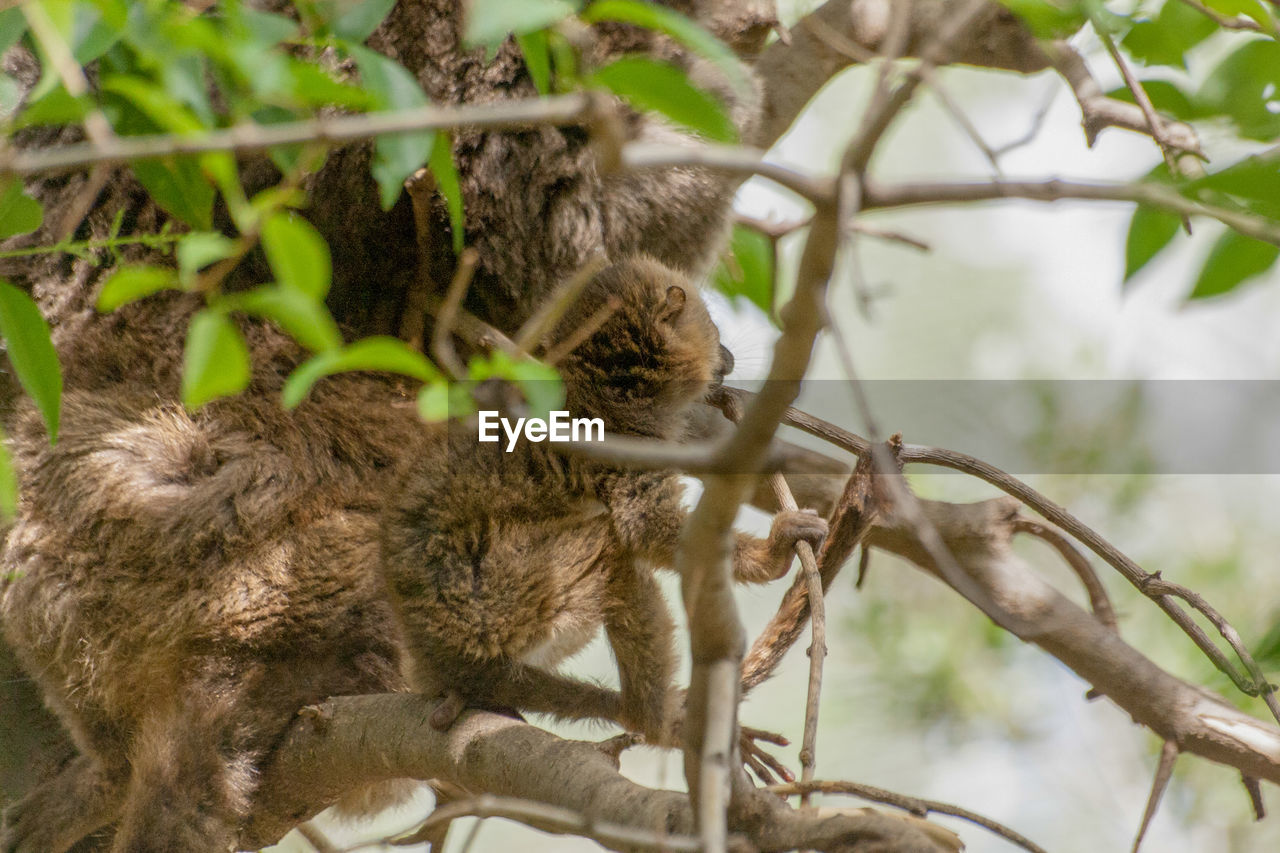CLOSE-UP OF A CAT