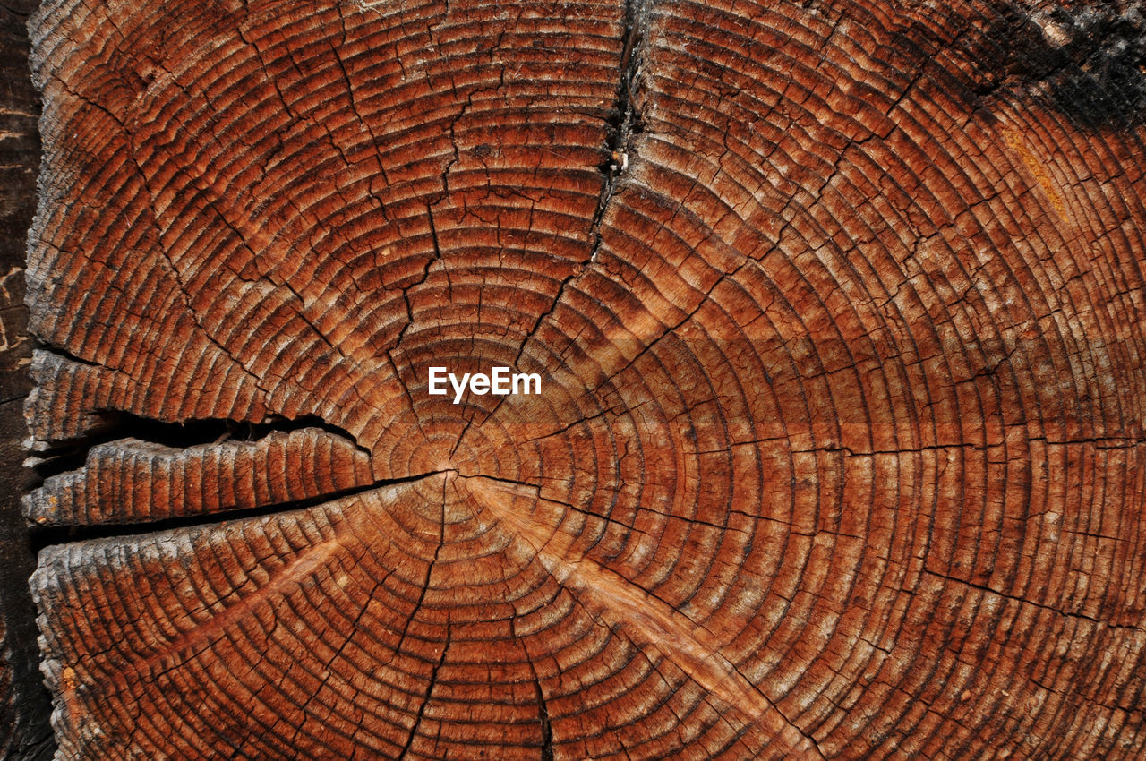 DETAIL OF WOODEN TREE STUMP