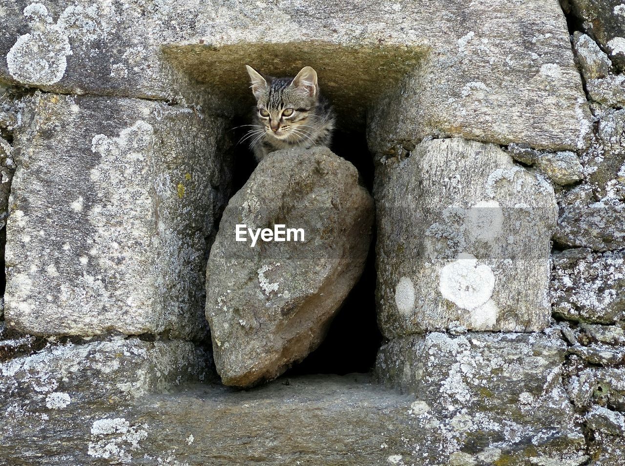 Tabby on rock in niche