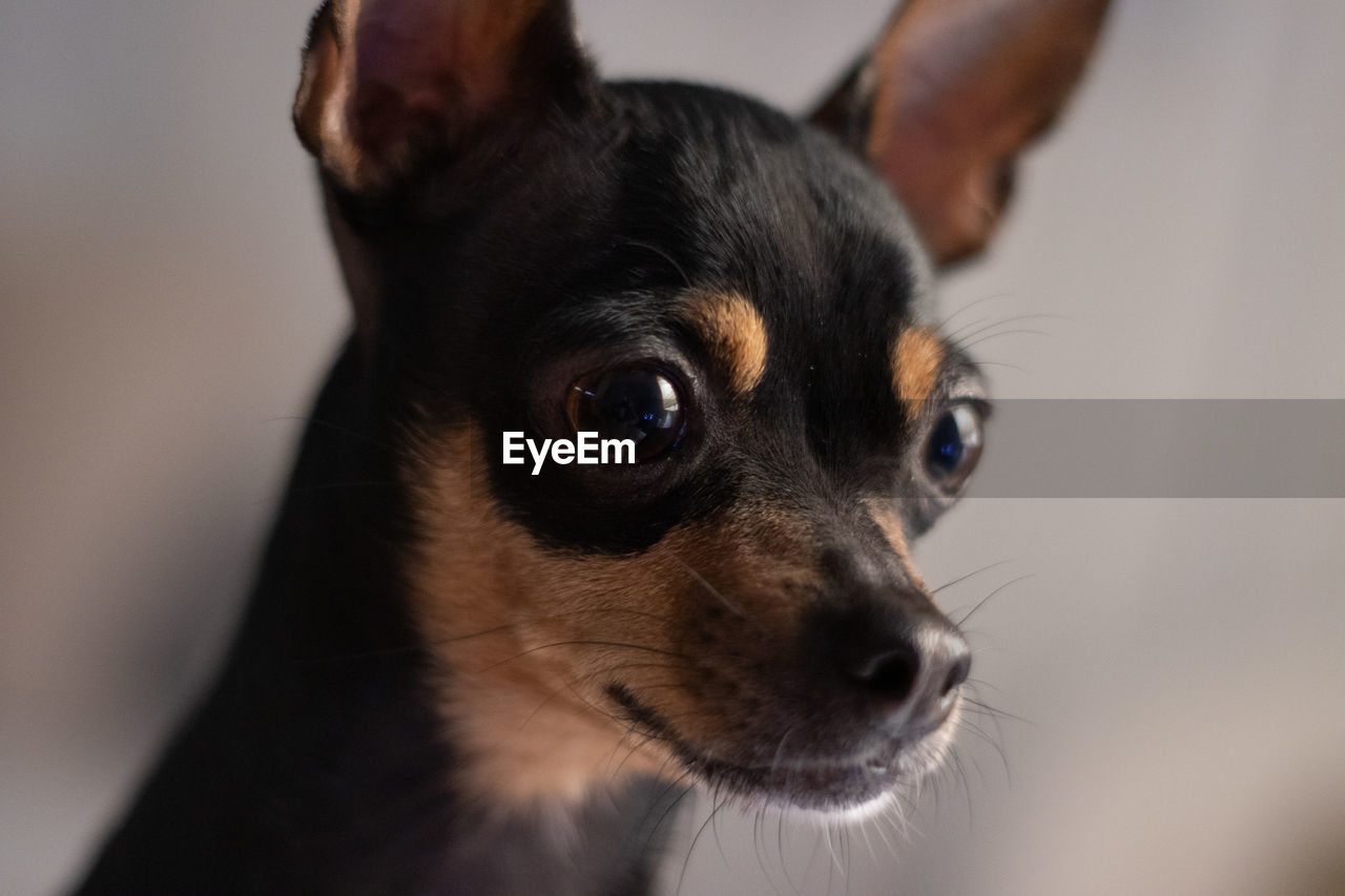 CLOSE-UP PORTRAIT OF DOG