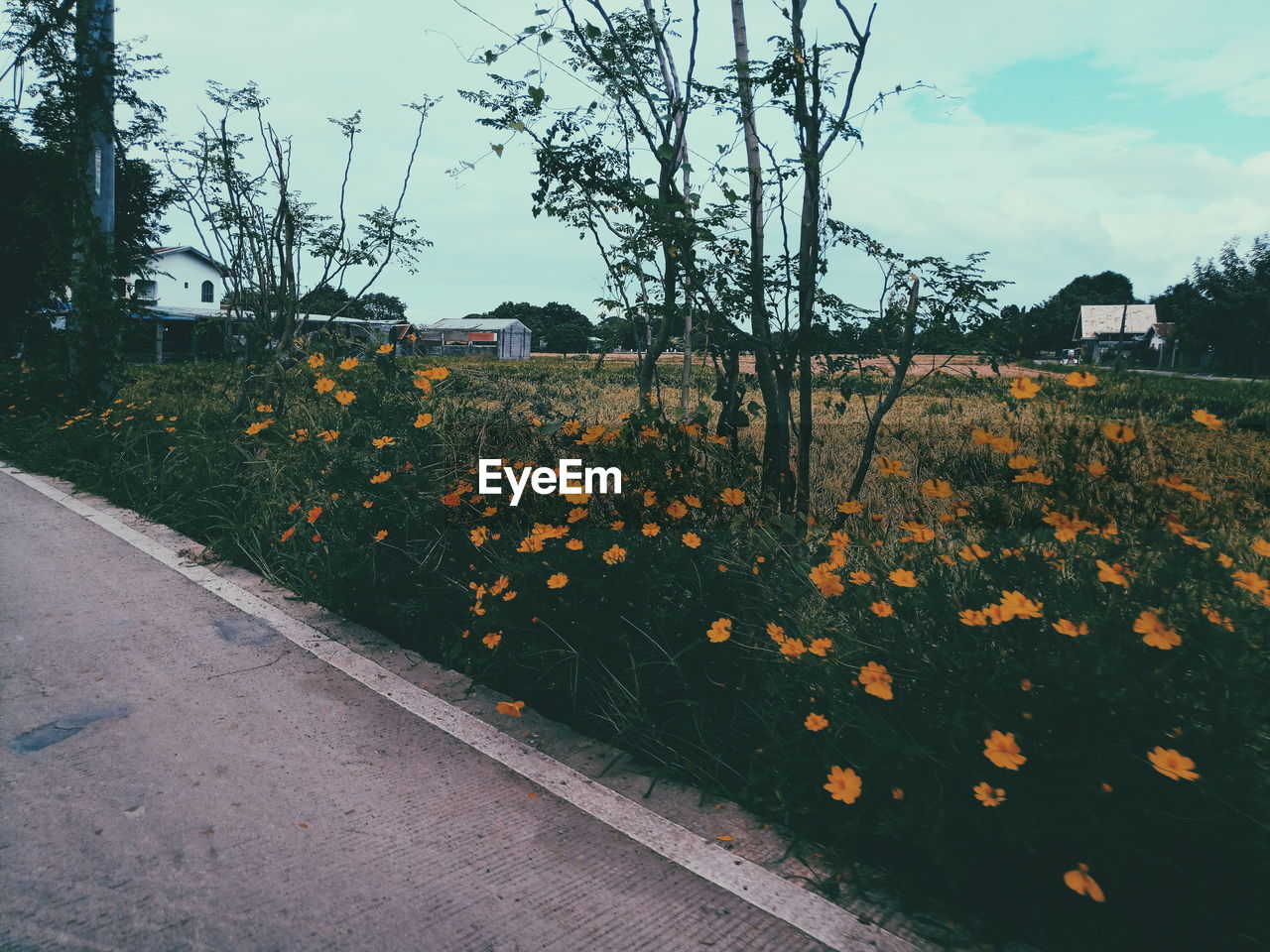 Plants by road against sky