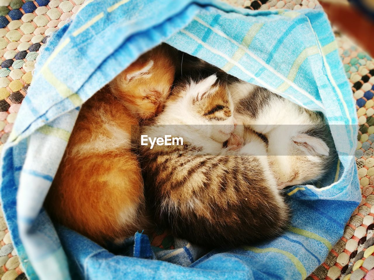 HIGH ANGLE VIEW OF CAT SLEEPING ON BLANKET