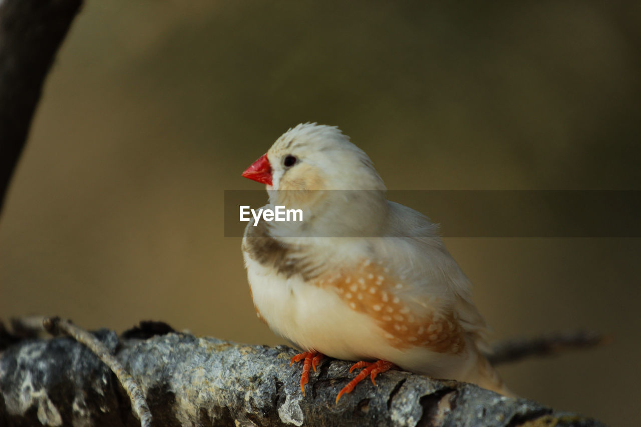 Zebra finch male, colour mutation