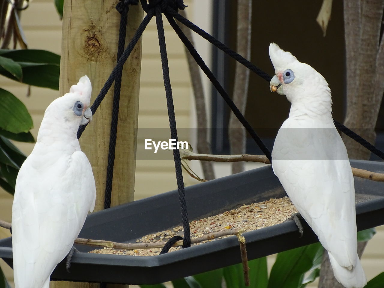 VIEW OF TWO BIRDS PERCHING