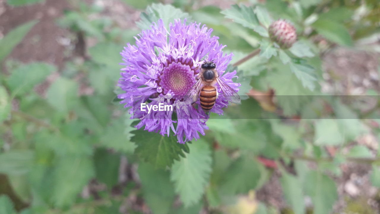 CLOSE-UP OF PURPLE FLOWERING PLANT