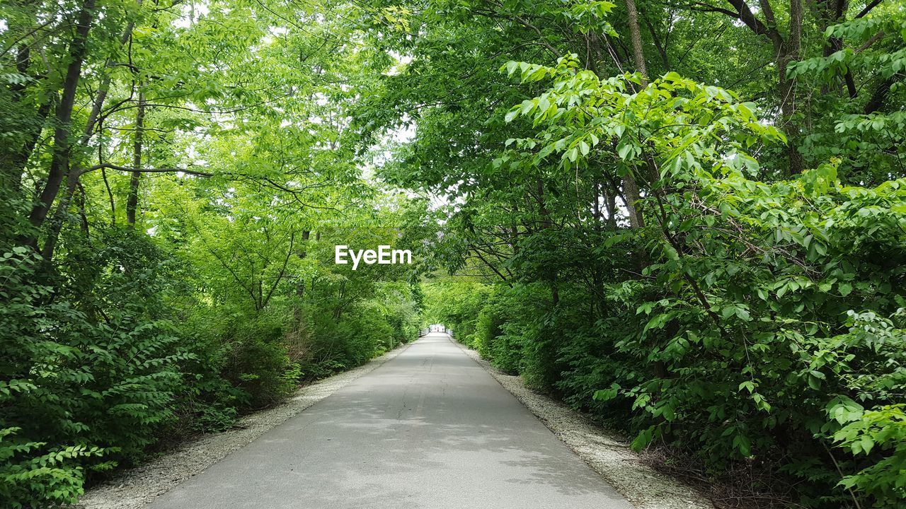 View of trees in forest