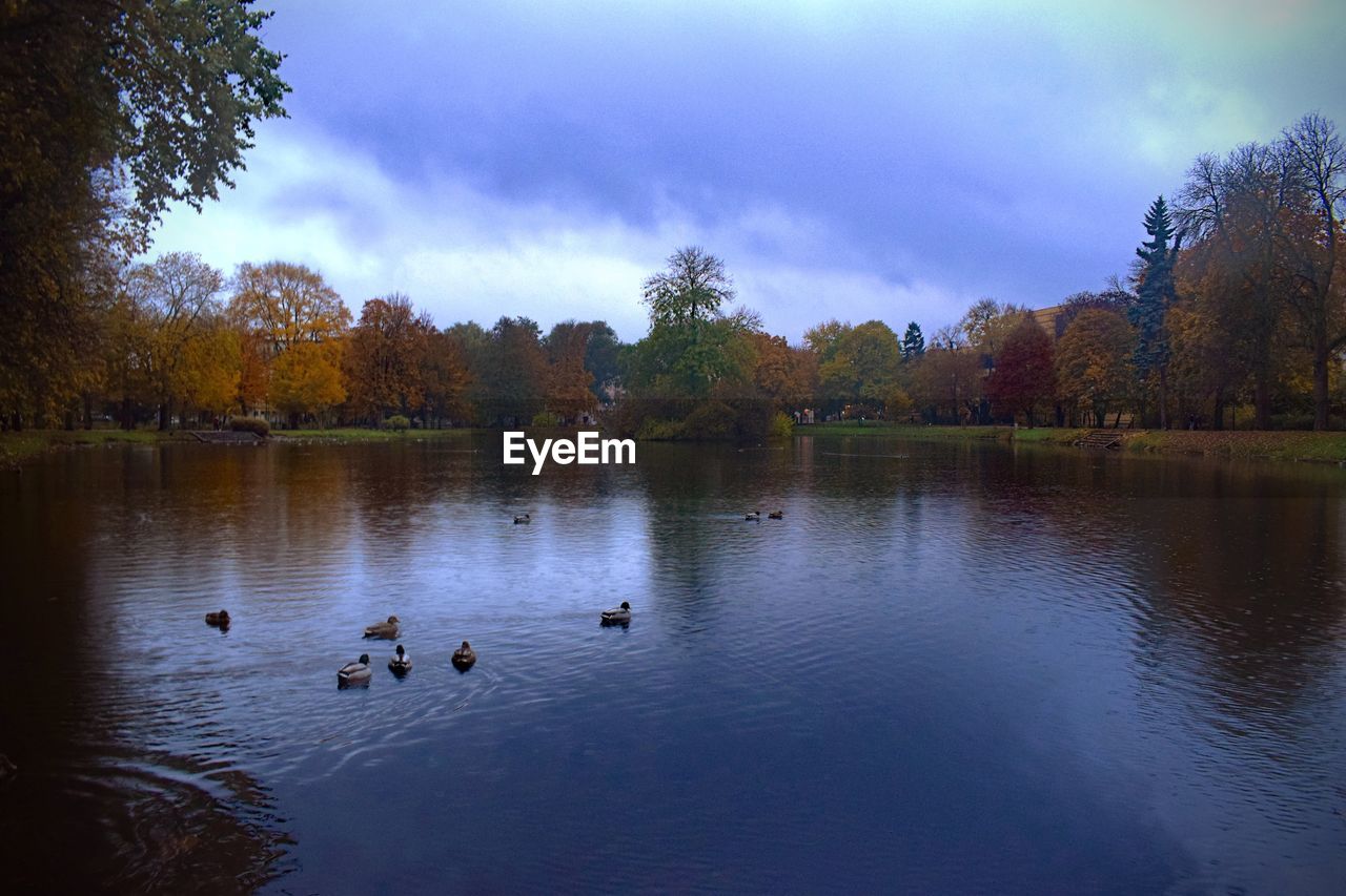 DUCKS SWIMMING ON LAKE AGAINST SKY