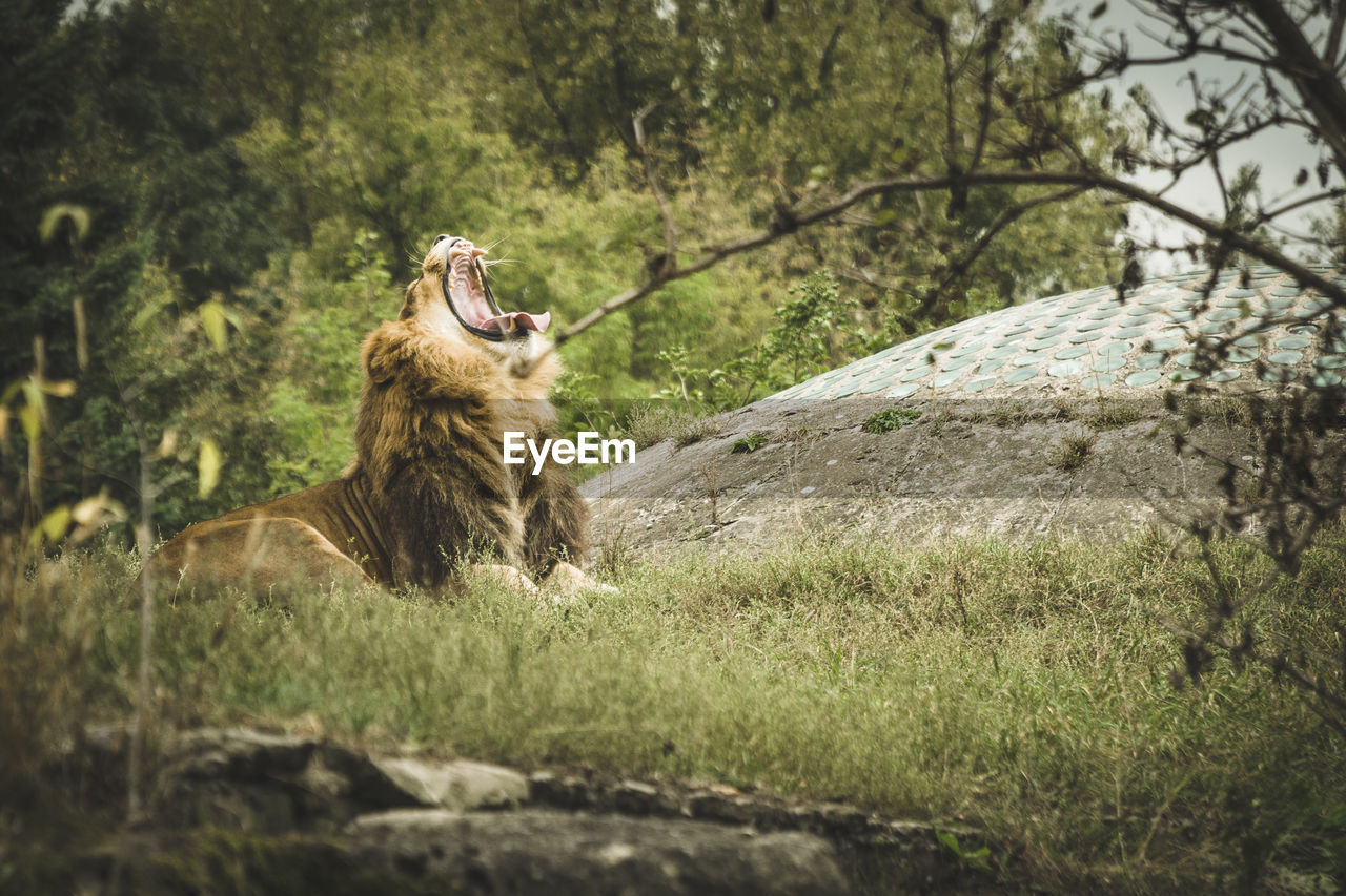 Lion roaring in forest