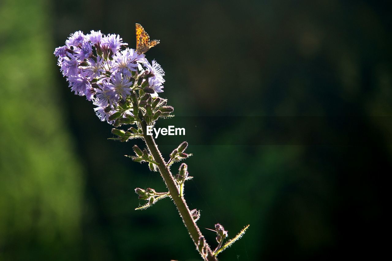 Close-up of butterfly pollinating on purple flower