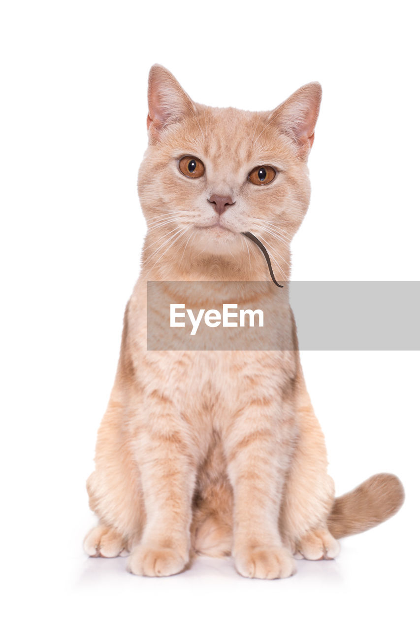 PORTRAIT OF TABBY CAT SITTING ON WHITE BACKGROUND