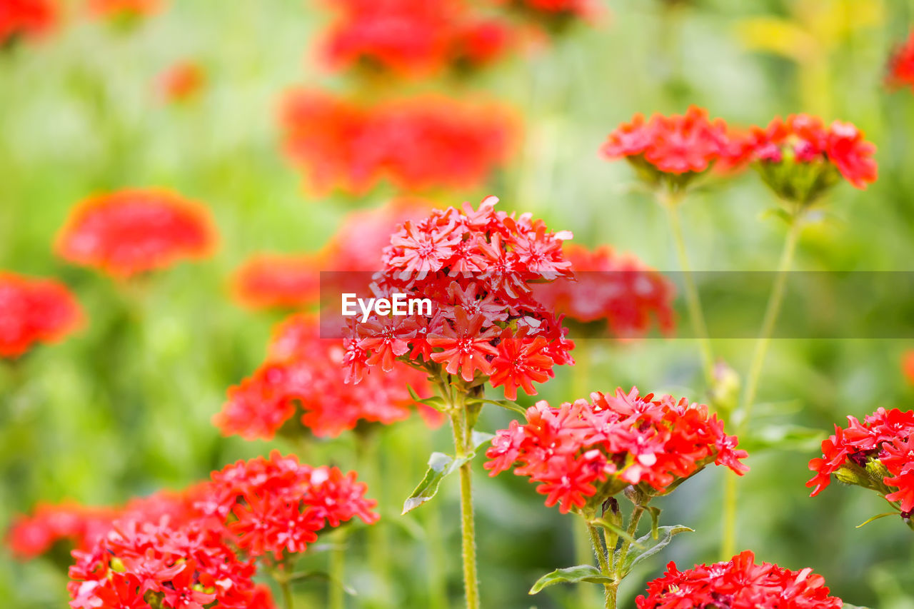 CLOSE-UP OF RED FLOWERS ON PLANT