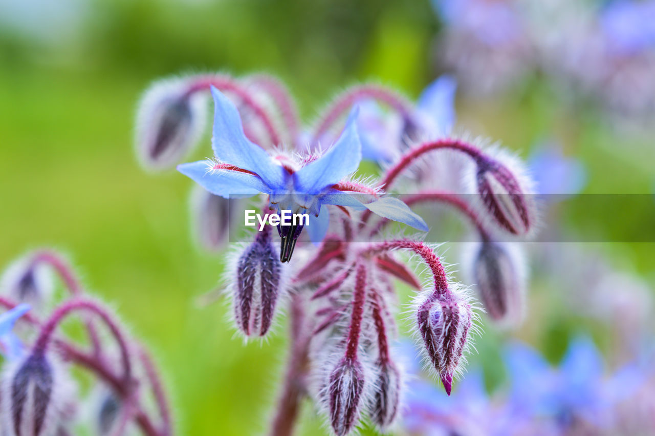 Close-up of purple flowers