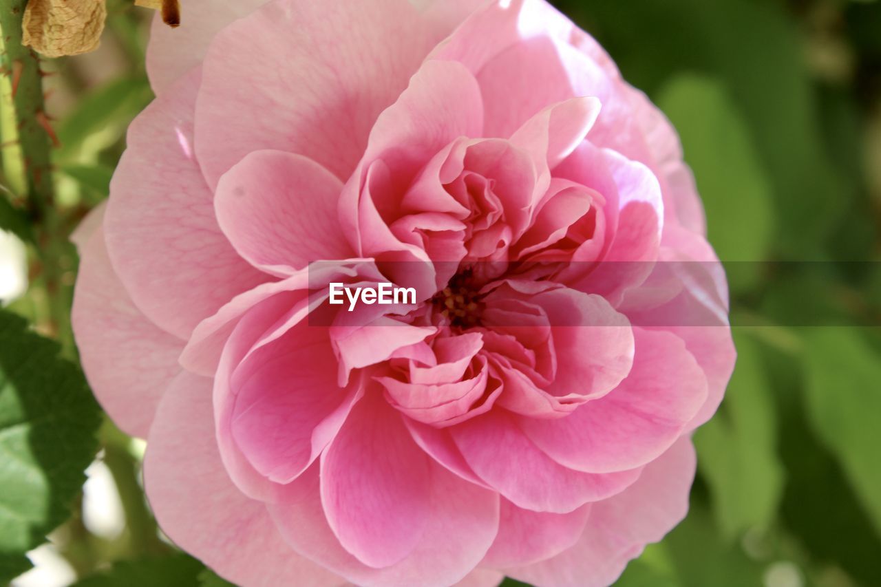 CLOSE-UP OF PINK ROSE AND WHITE FLOWER