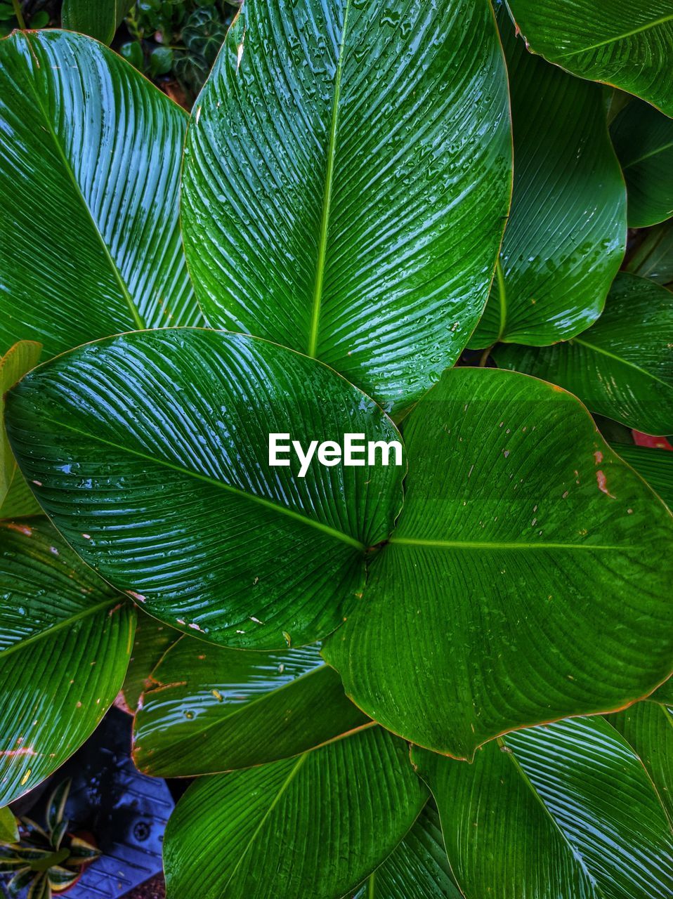 leaf, plant part, green, plant, tree, growth, beauty in nature, nature, flower, no people, close-up, backgrounds, full frame, freshness, day, outdoors, pattern, branch, botany, lush foliage, leaf vein, tropical climate, foliage