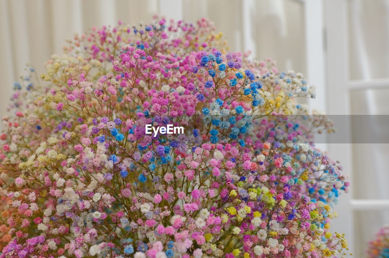 HIGH ANGLE VIEW OF PURPLE FLOWERS ON PLANT