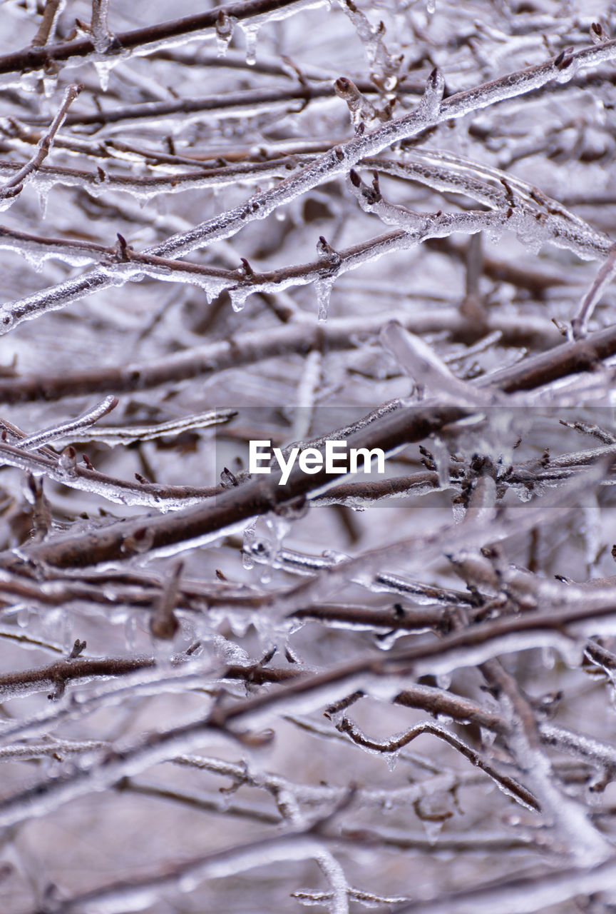 FULL FRAME SHOT OF SNOW COVERED PLANTS