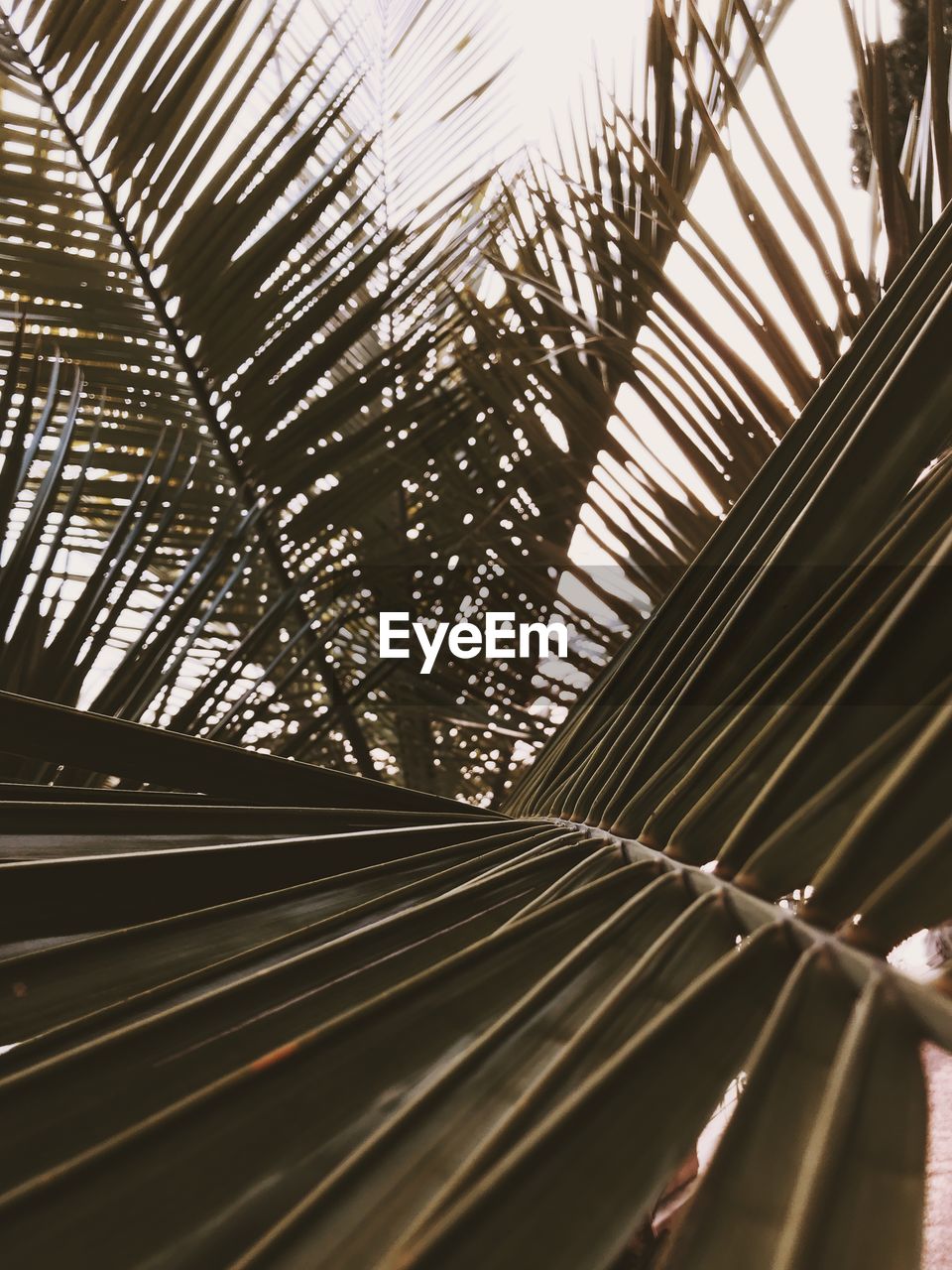 LOW ANGLE VIEW OF PALM TREES ON SUNNY DAY