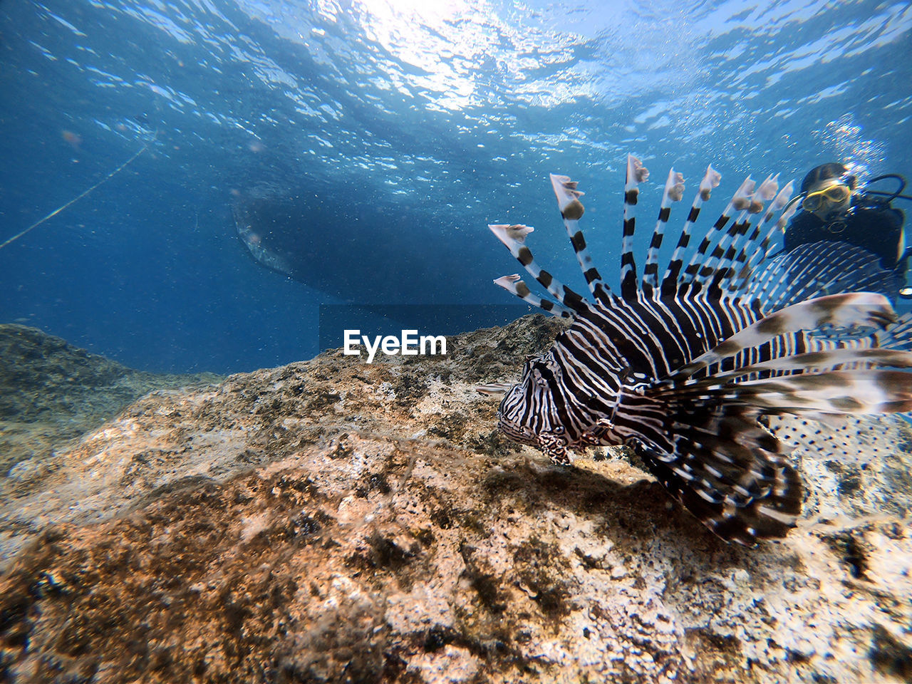 Lion fish with scuba diver.turkey antalya kaş