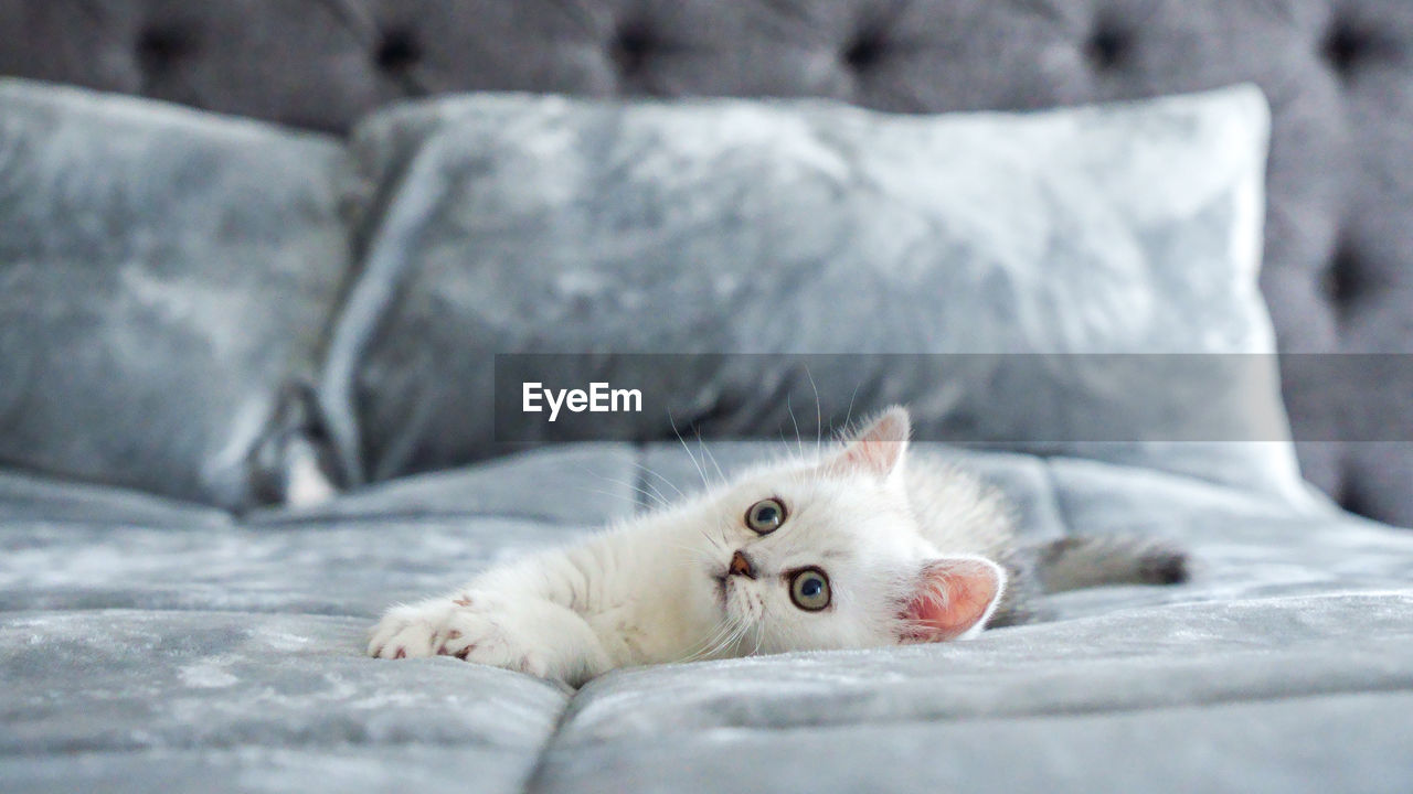 Close-up of white scottish kitten lying on bed at home