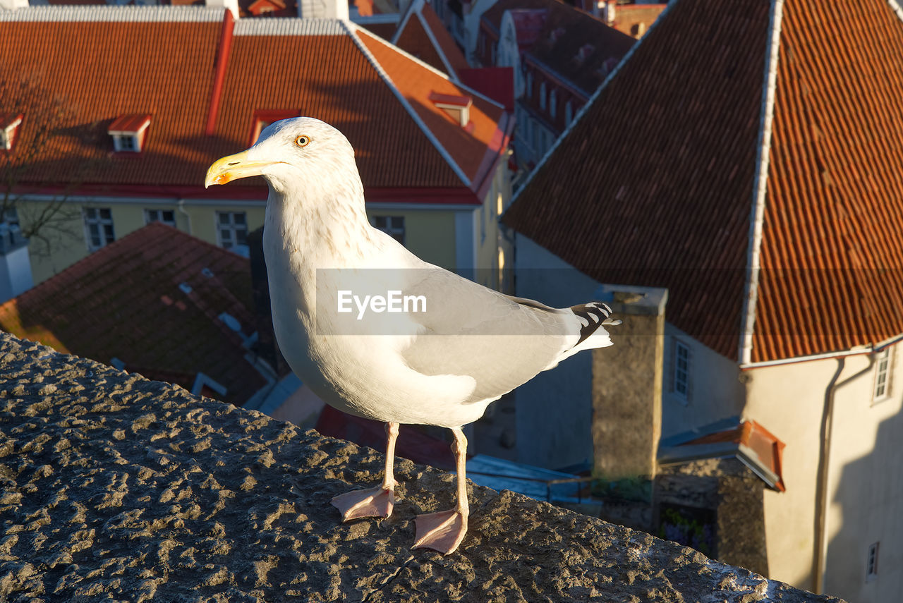 SEAGULL PERCHING ON A ROW OF A BUILDING