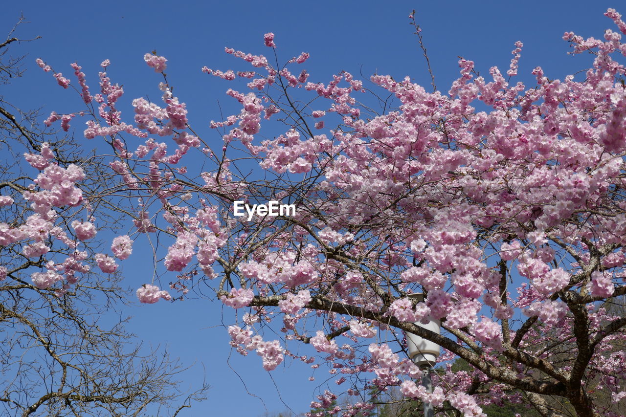 plant, tree, blossom, flower, flowering plant, springtime, pink, beauty in nature, fragility, freshness, growth, sky, branch, nature, cherry blossom, cherry tree, low angle view, blue, no people, clear sky, fruit tree, spring, outdoors, day, produce, botany, almond tree, orchard