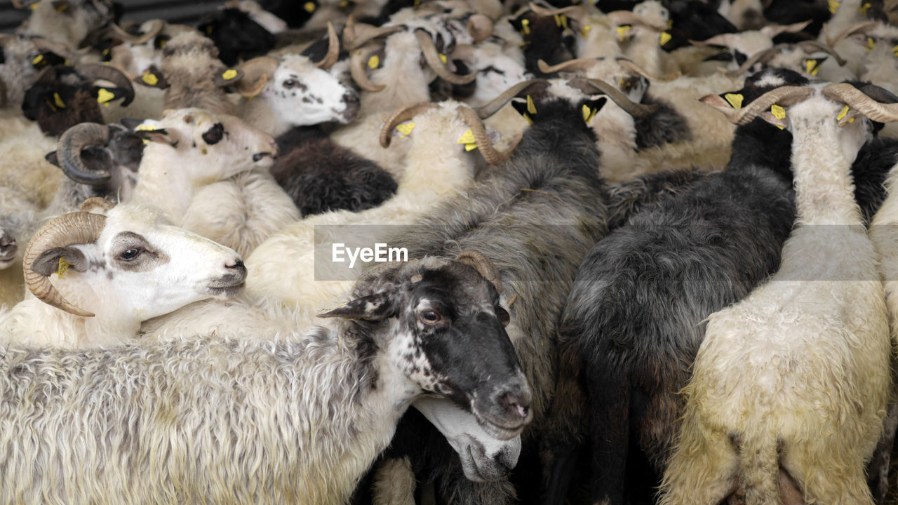 HIGH ANGLE VIEW OF SHEEP IN THE FARM