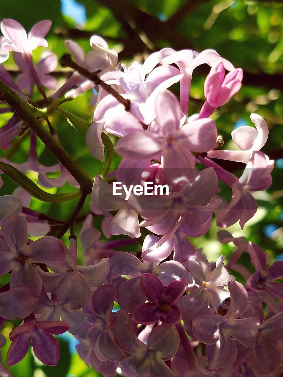 CLOSE-UP OF FLOWER TREE