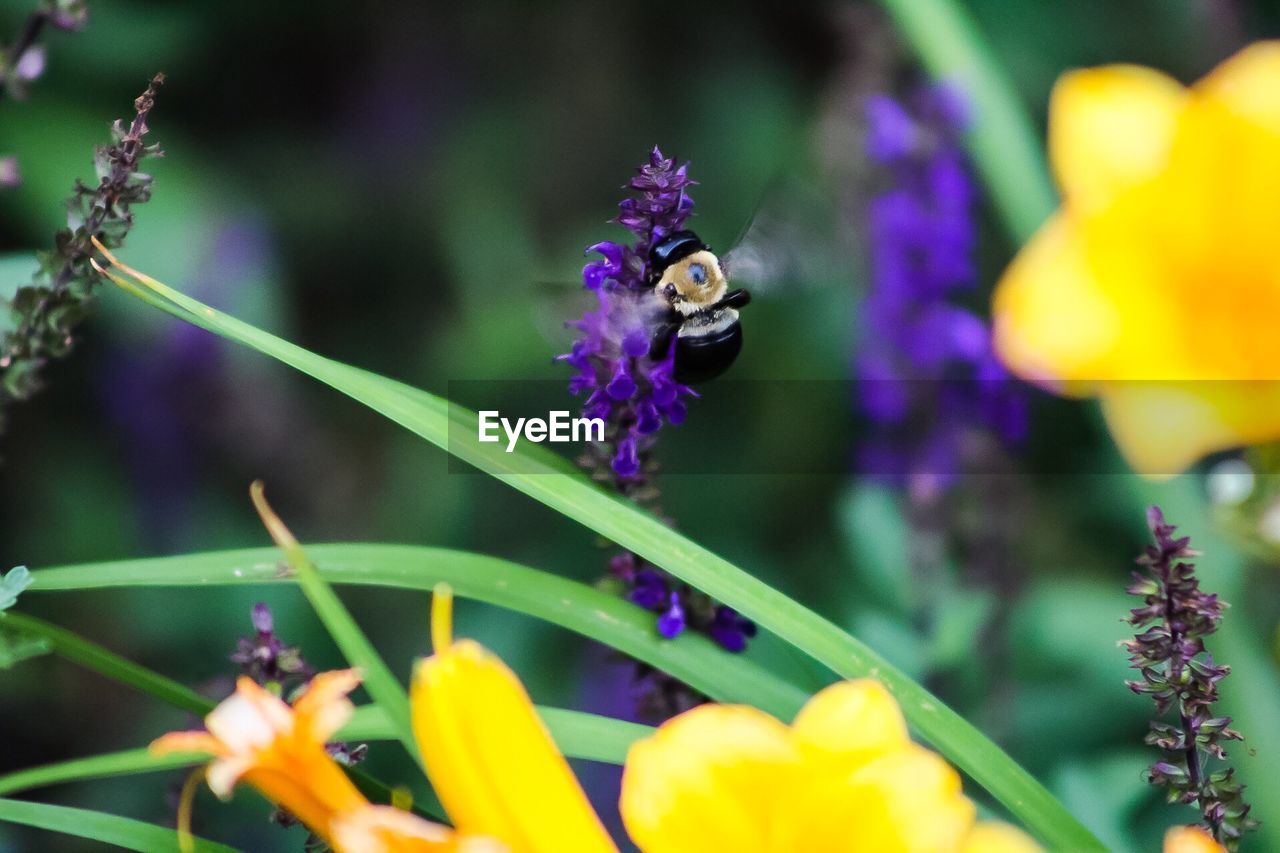 BEE POLLINATING ON PURPLE FLOWERS