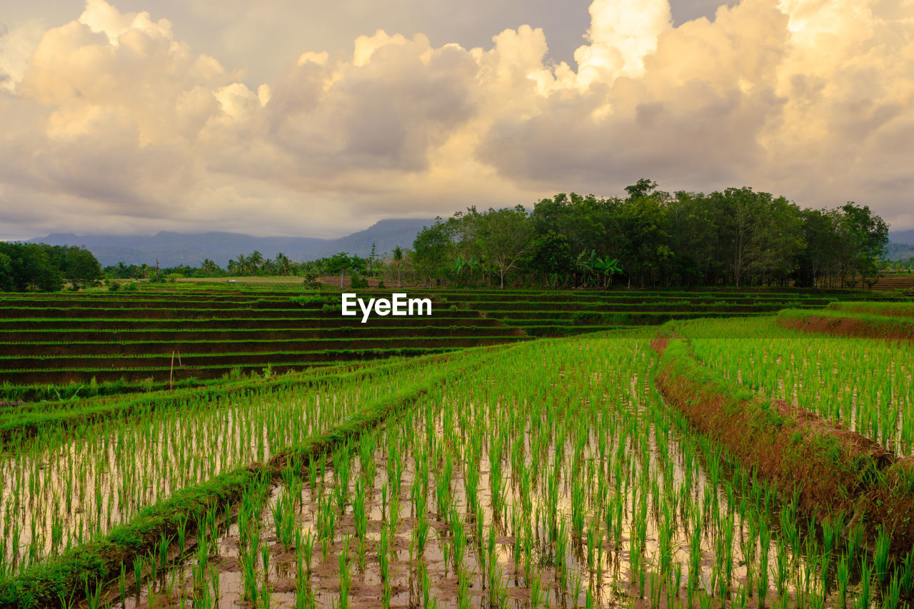 Green rice fields with a wide terrace in the afternoon with beautiful mountains in bengkulu