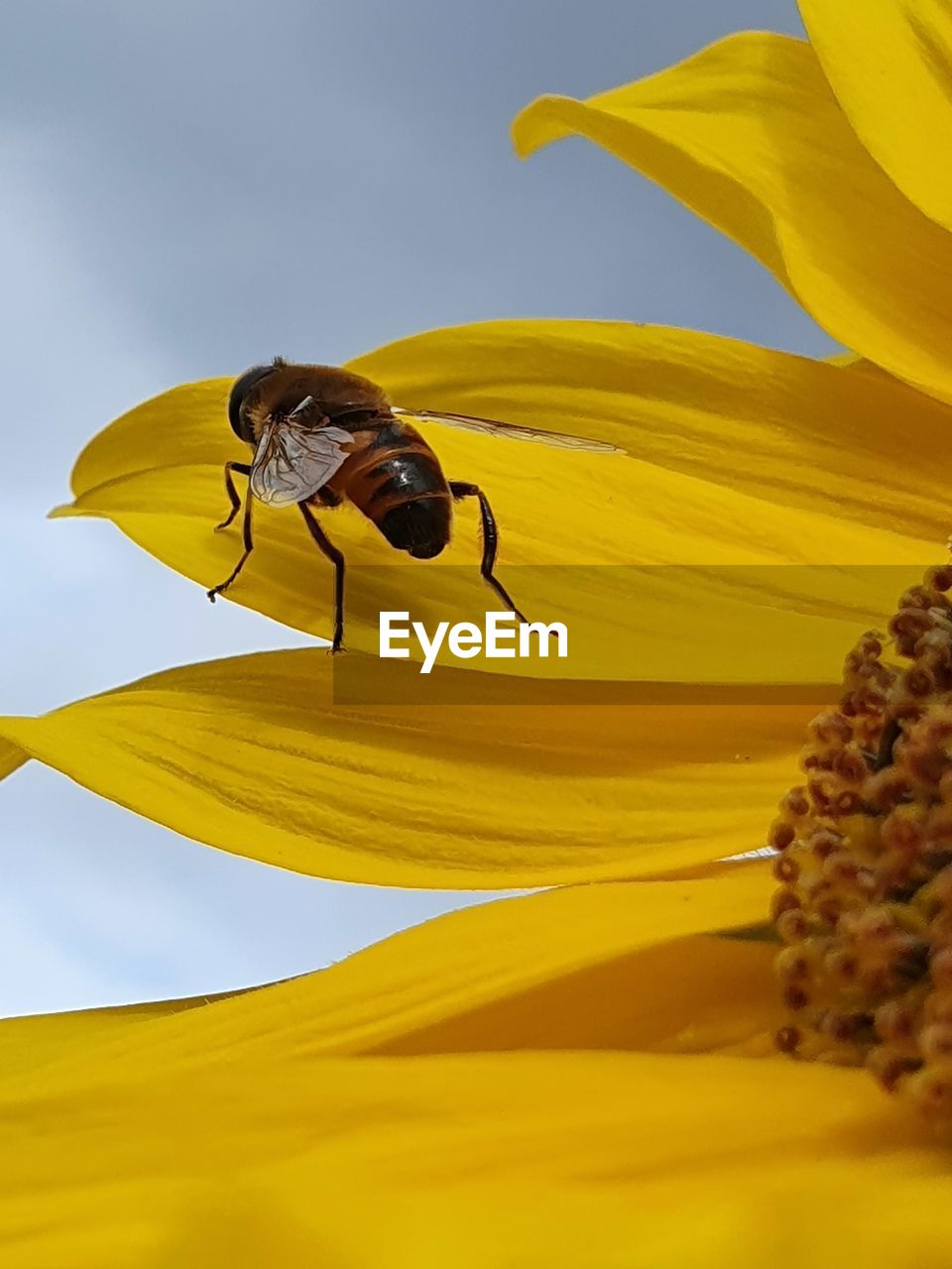 CLOSE-UP OF YELLOW POLLINATING ON SUNFLOWER