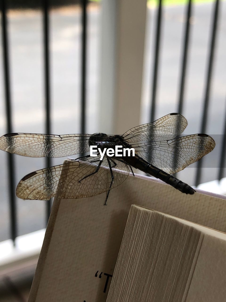 CLOSE-UP OF FLY ON TABLE