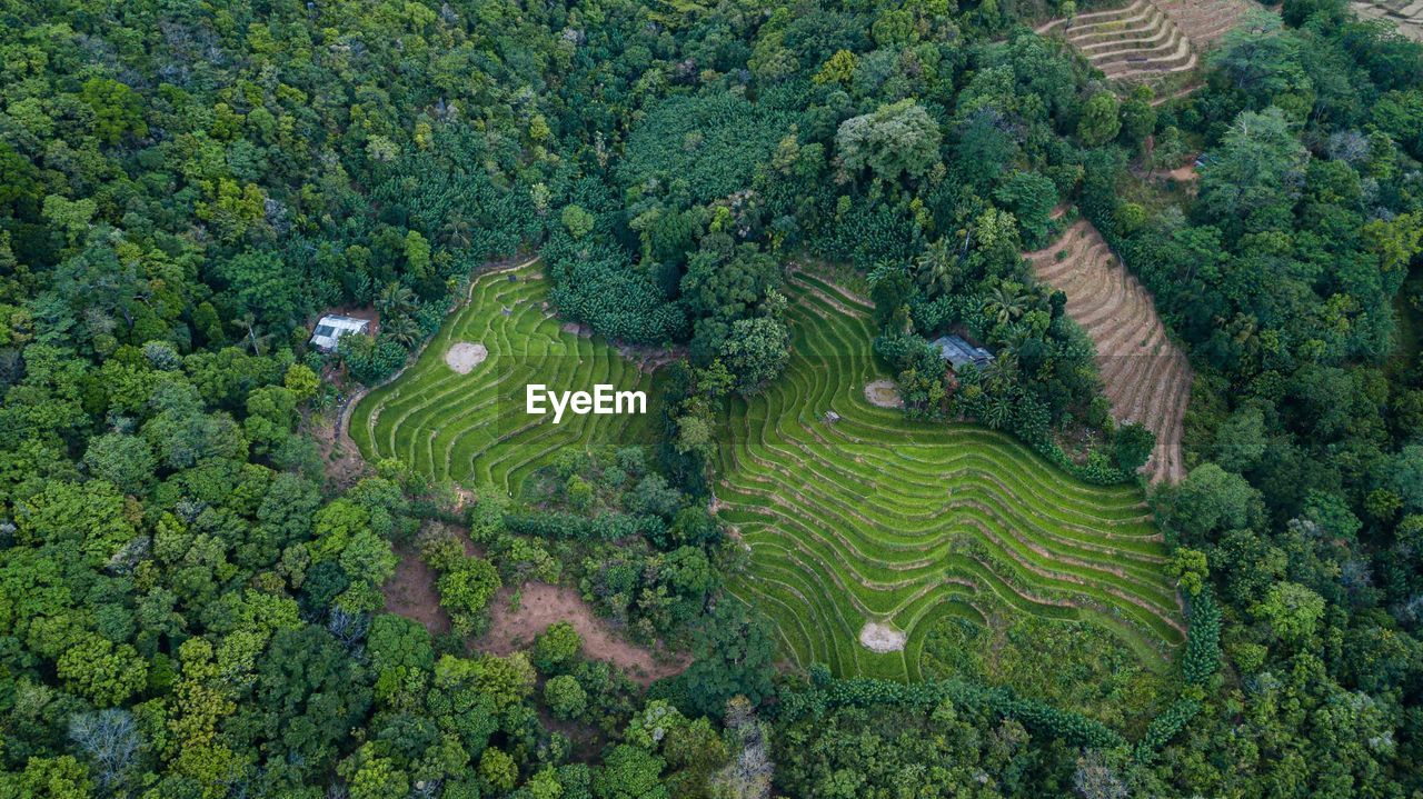 High angle view of trees growing on field
