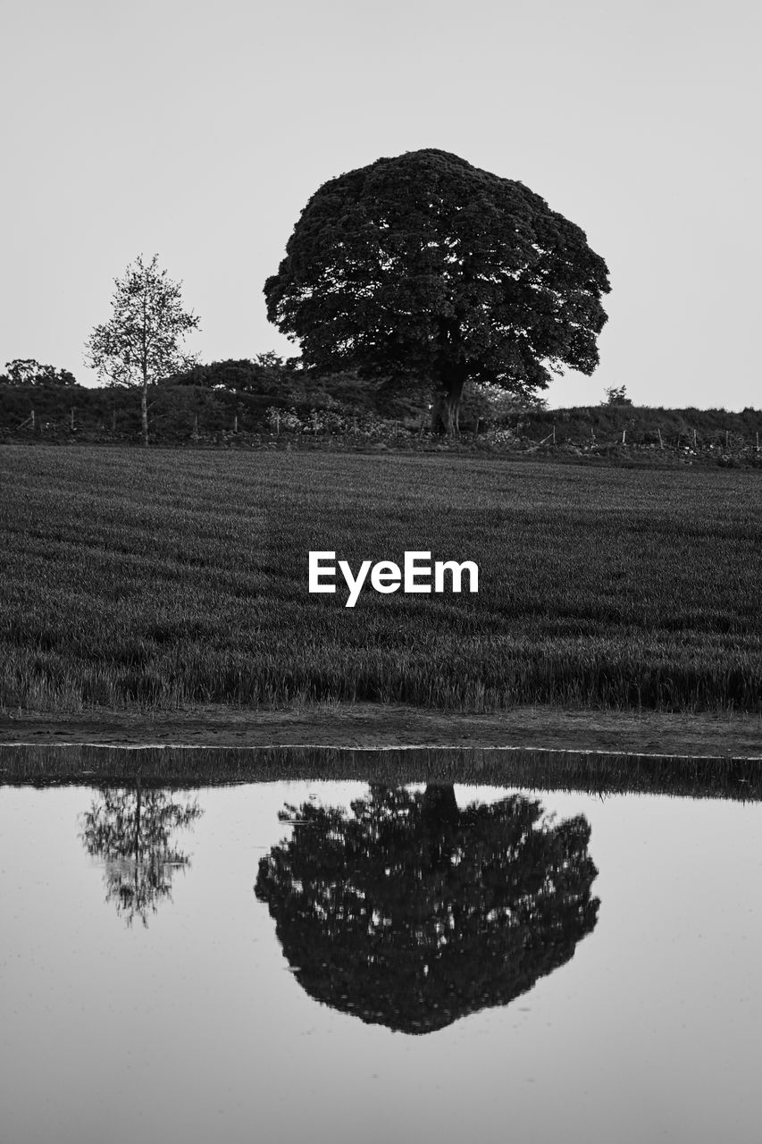 TREE ON FIELD AGAINST SKY