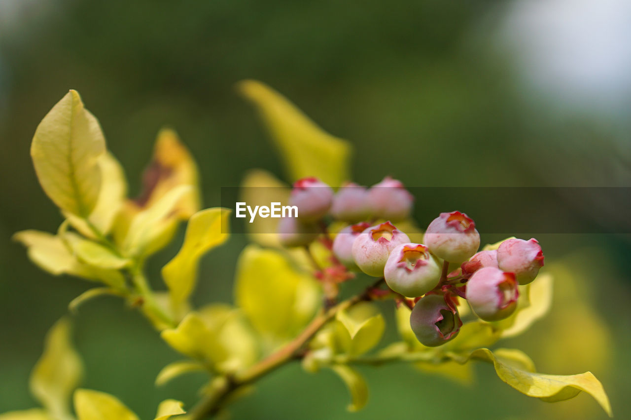 Close-up of red flowering plant