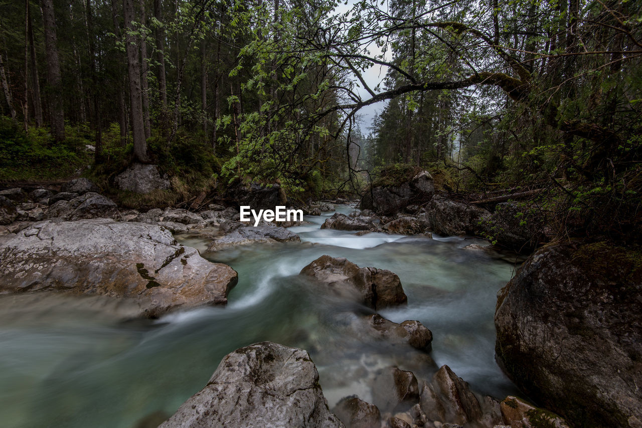 Scenic view of river stream in forest