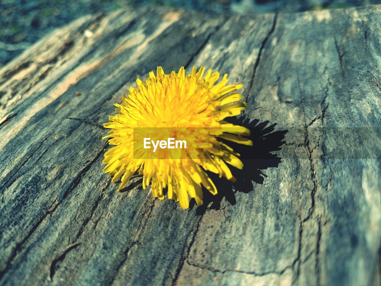 Close-up of yellow flower on rocky surface