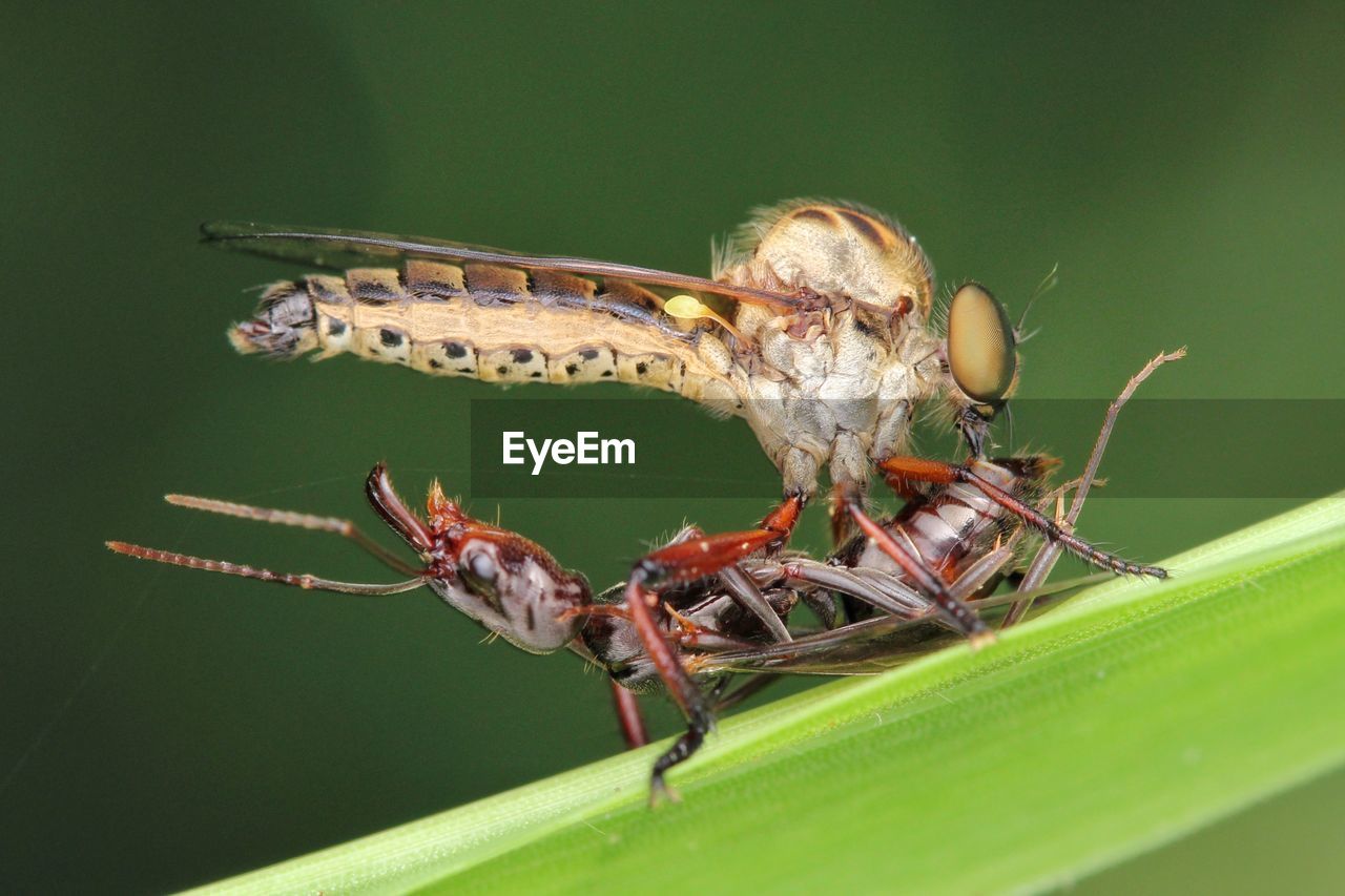 Close up of robberfly with prey