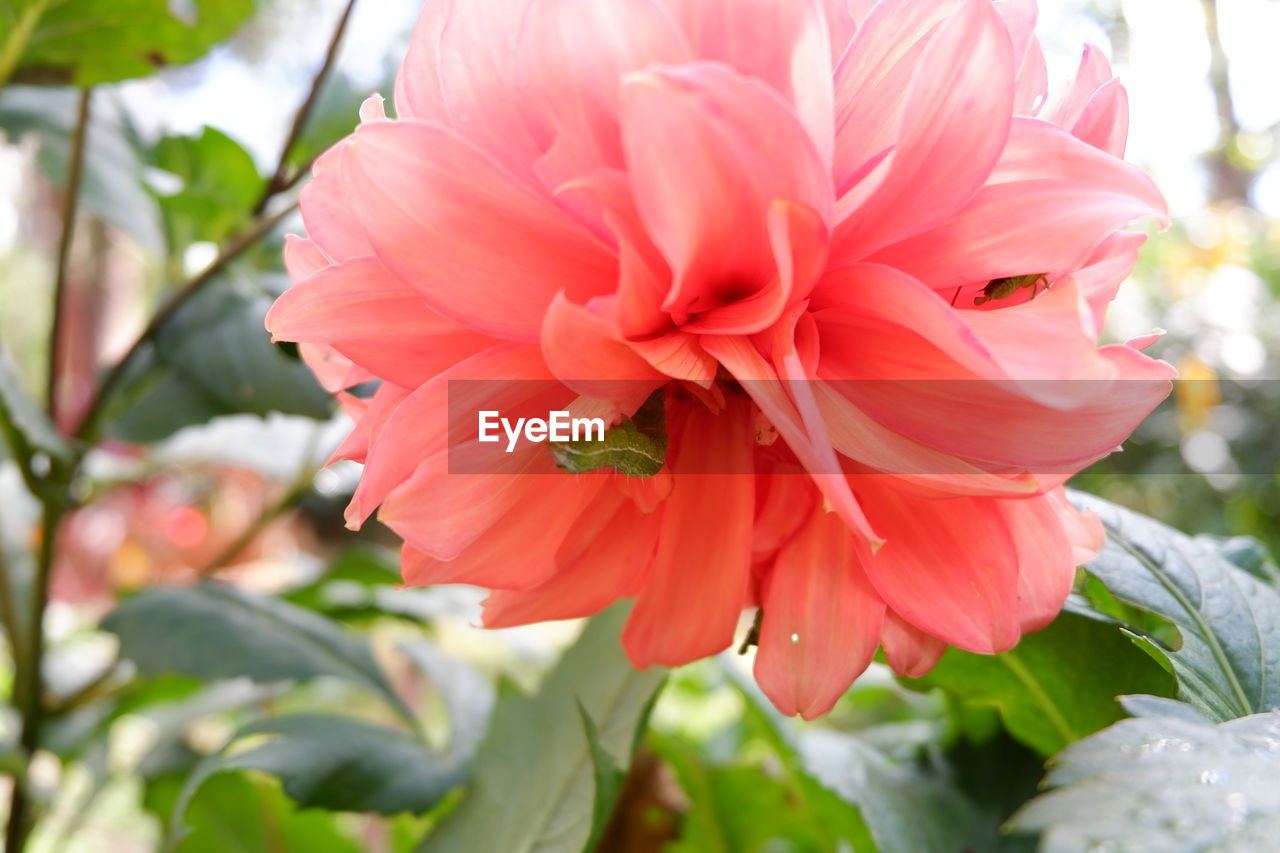 CLOSE-UP OF RED FLOWERS BLOOMING OUTDOORS