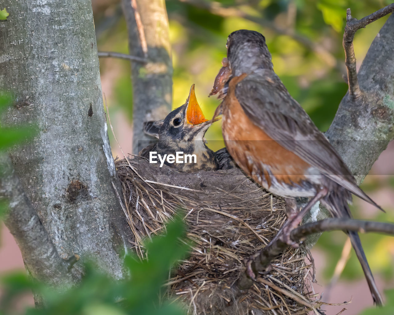 A mother robin feeding young