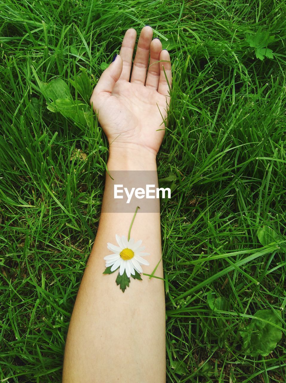 Cropped hand of woman with white flower on grassy field