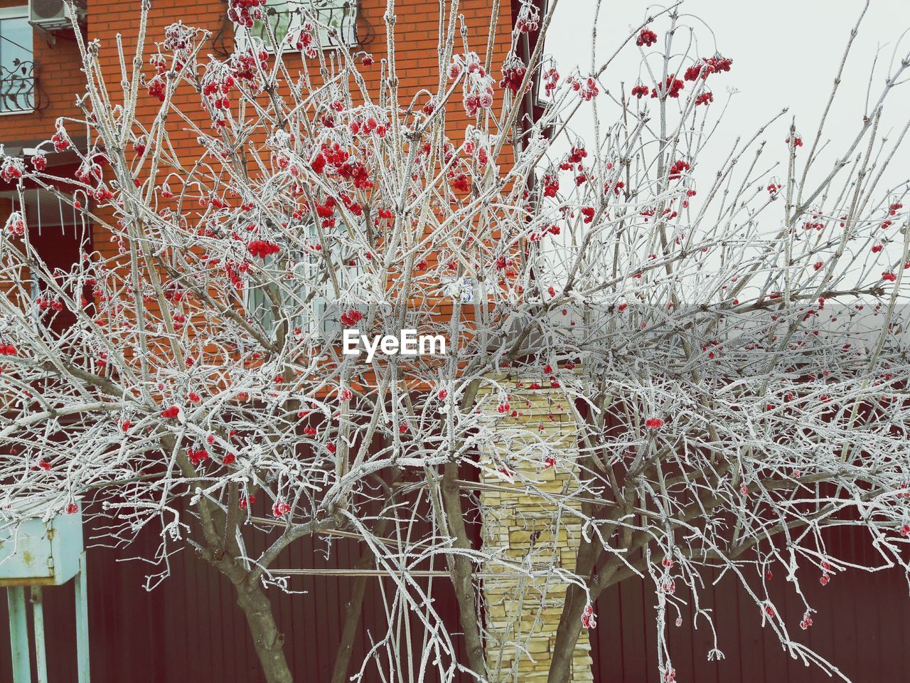 Snow covered trees against house