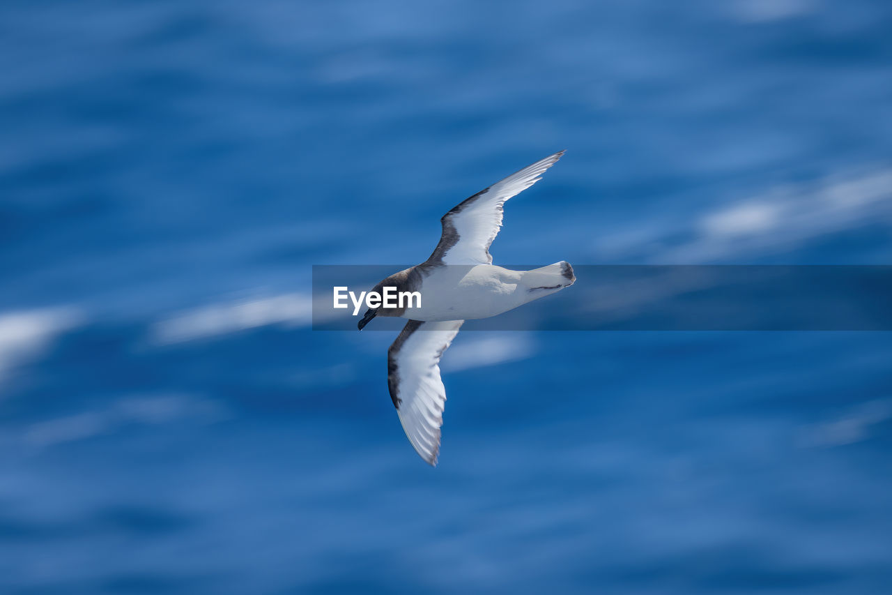 animal, animal themes, wildlife, animal wildlife, flying, gull, bird, one animal, seabird, blue, spread wings, sky, nature, no people, cloud, seagull, sea, animal body part, water, motion, mid-air, wing, day, outdoors, beauty in nature, low angle view