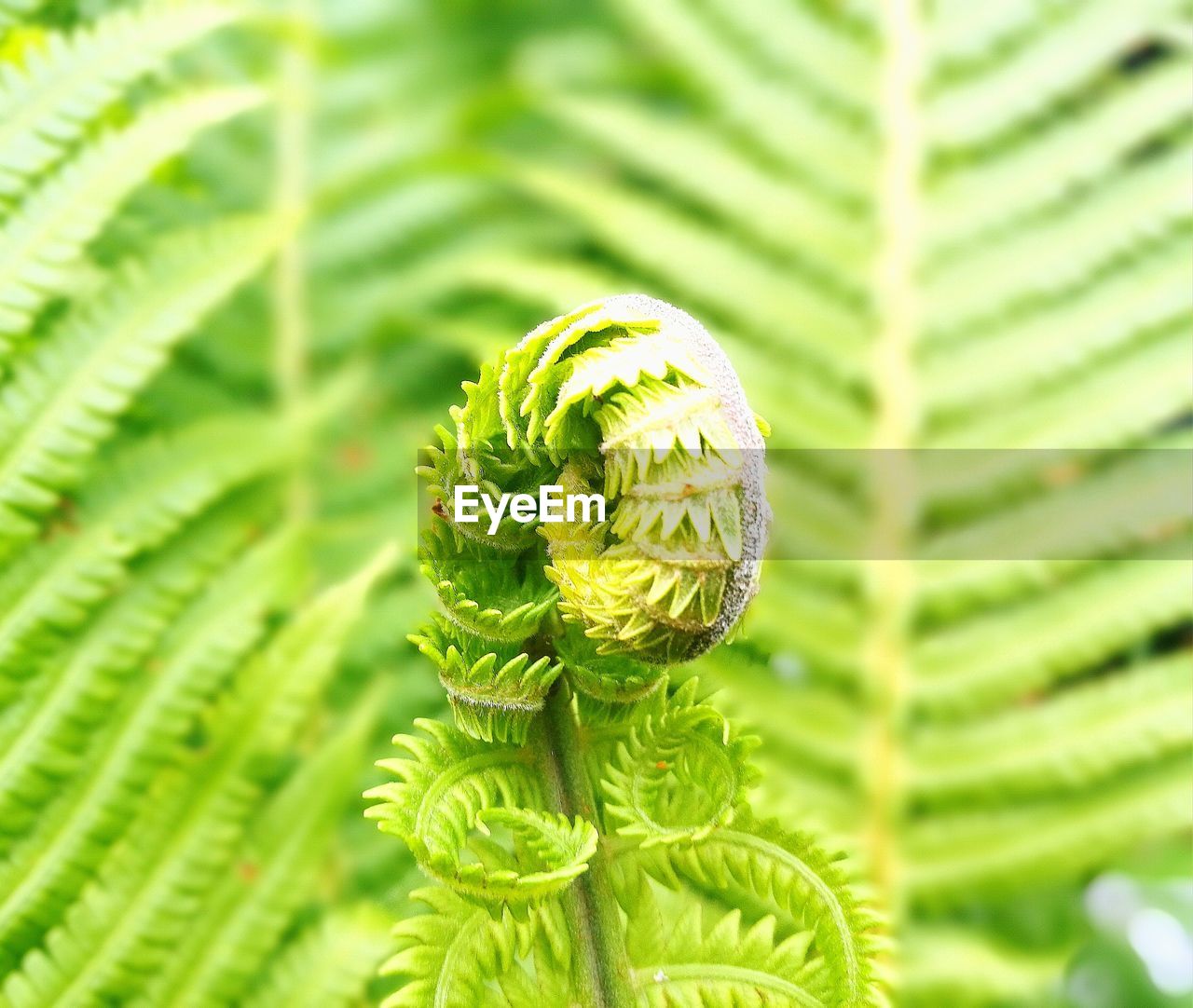 CLOSE-UP OF SPIDER ON PLANT