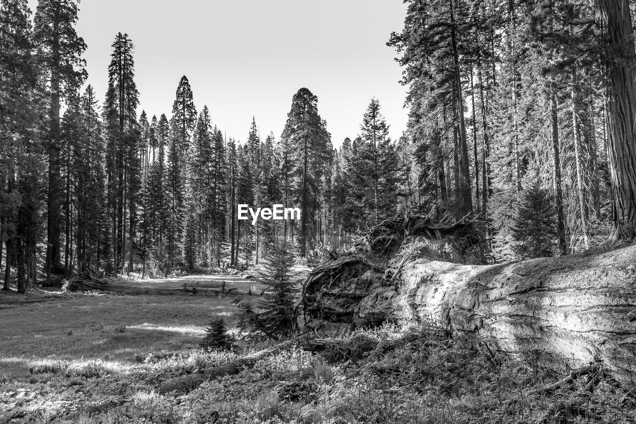 PANORAMIC SHOT OF TREES GROWING IN FOREST