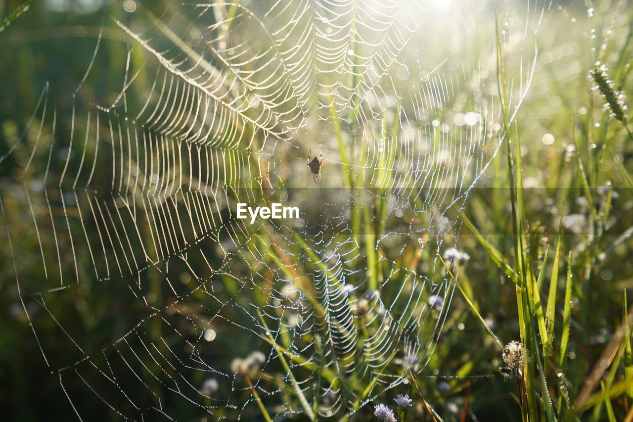 CLOSE-UP OF SPIDER ON WEB AGAINST PLANTS