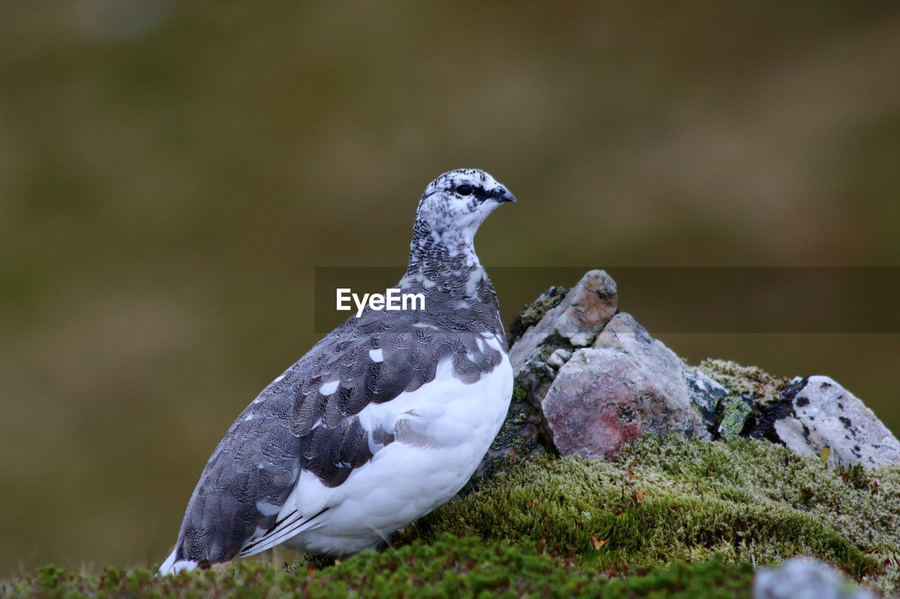 CLOSE-UP OF BIRD PERCHING ON WOOD