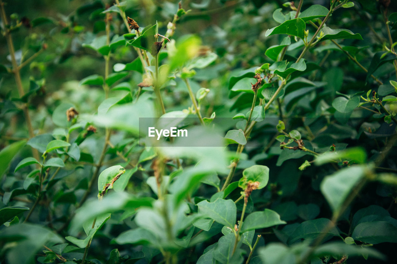 Full frame shot of plants growing outdoors