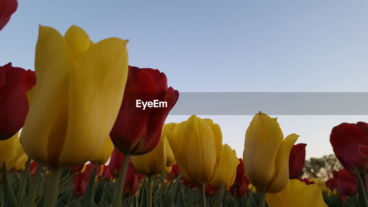 Close-up of yellow tulips on field against sky