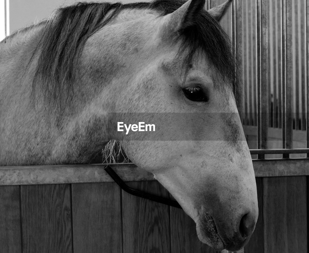 Close-up of horse in stable