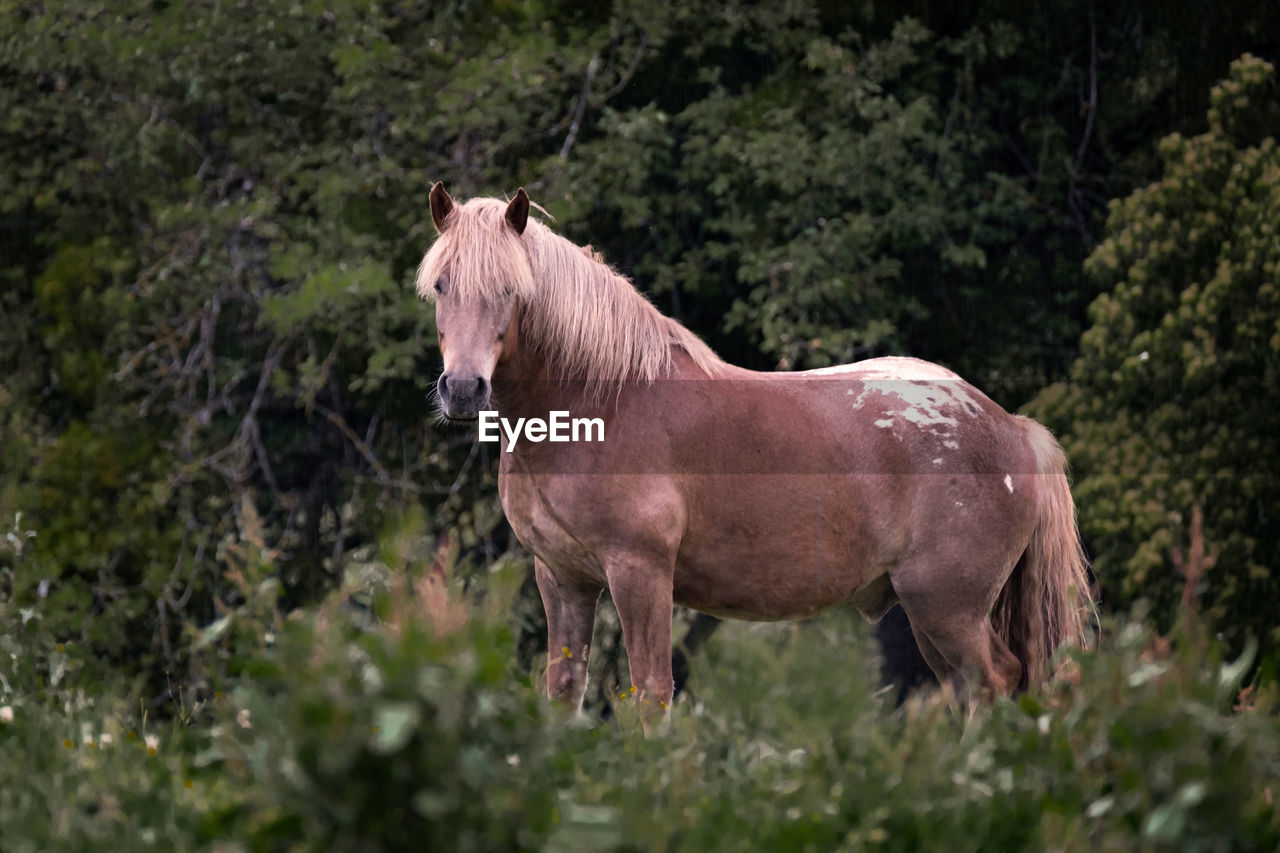 Side view of horse standing on land